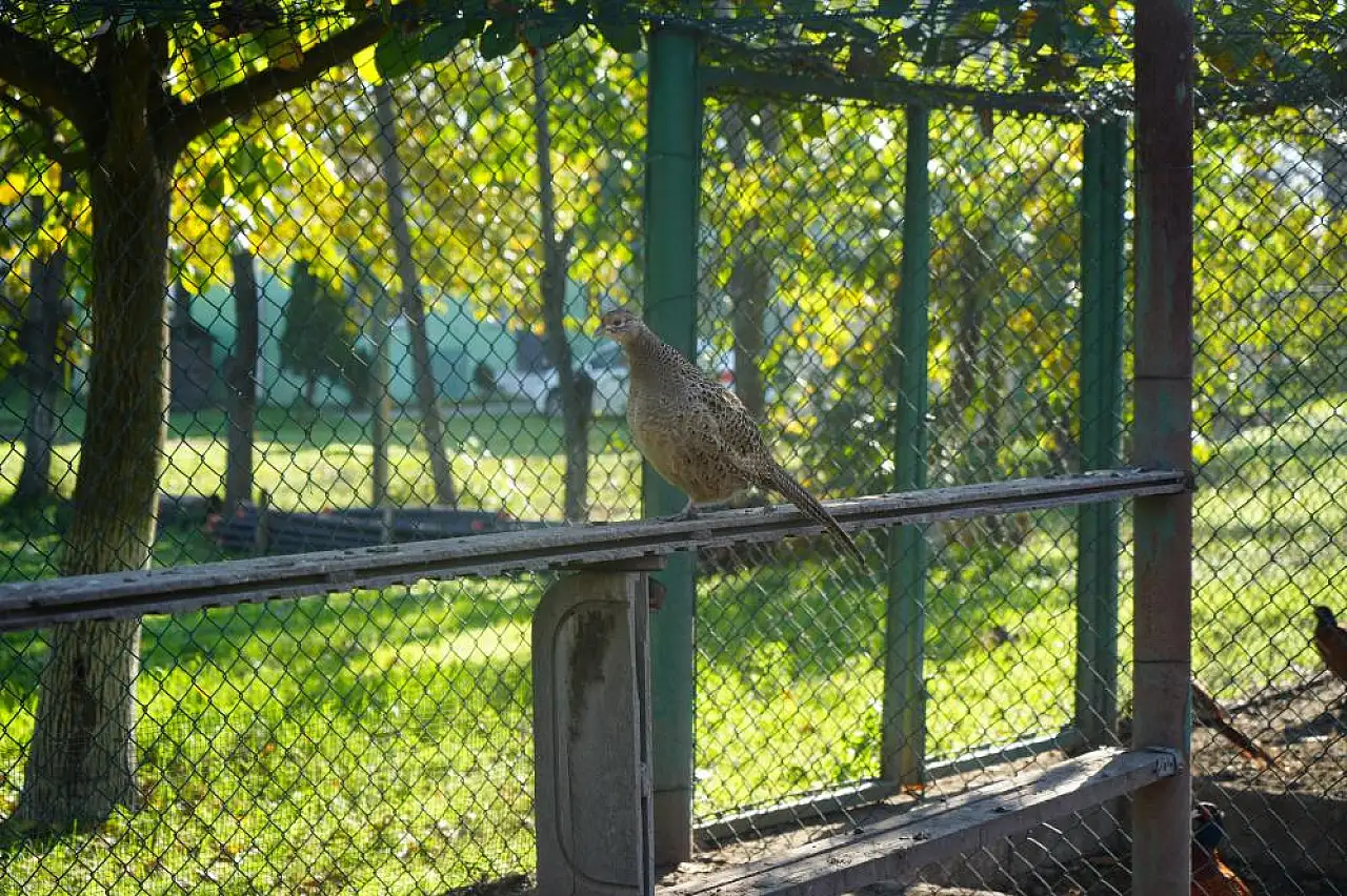 Samsun'da 2025 yılında 3 bin sülün doğaya salındı