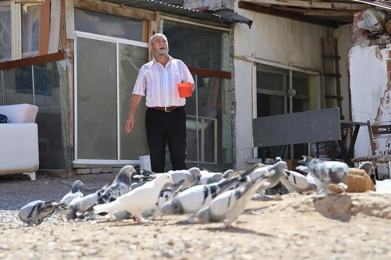 Paha biçemediği güvercinlerini bakın nasıl koruyor
