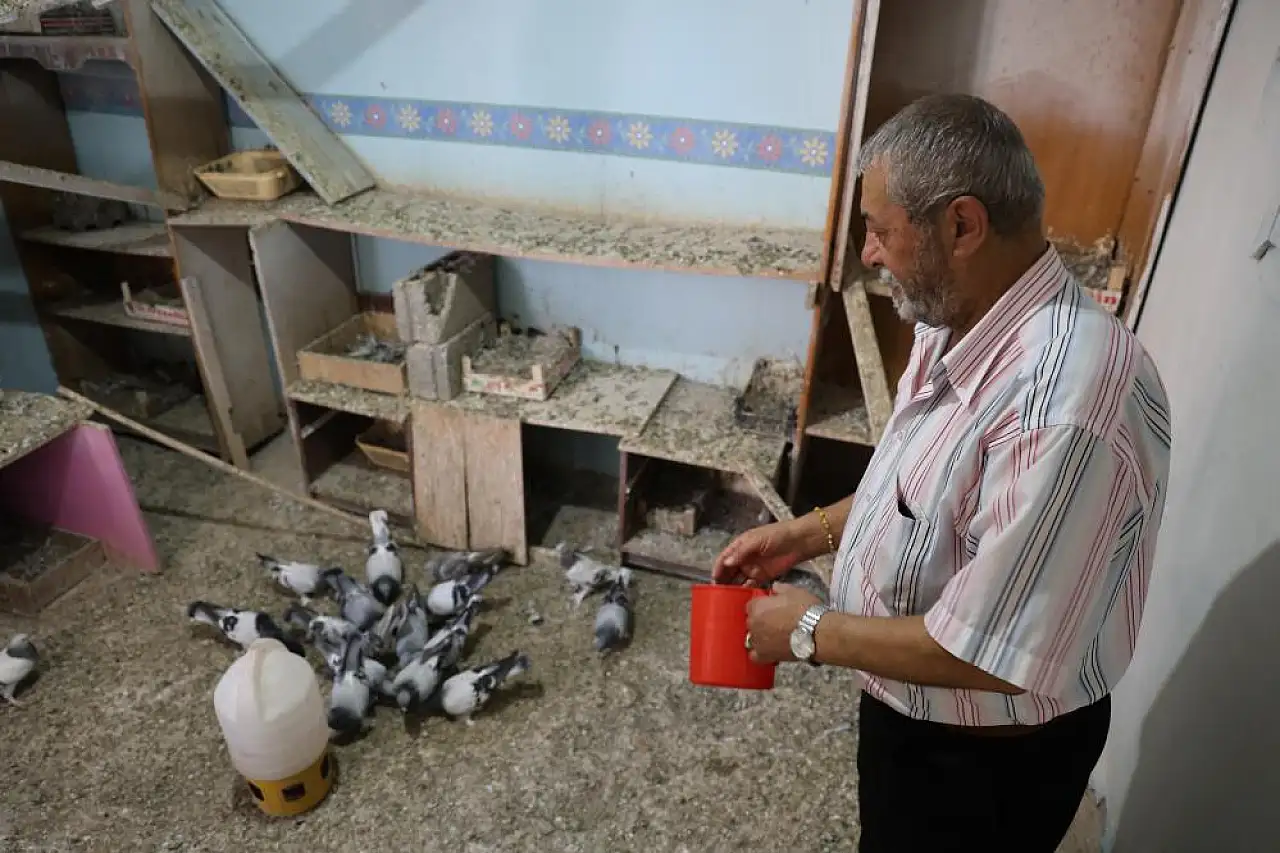 Paha biçemediği güvercinlerini bakın nasıl koruyor