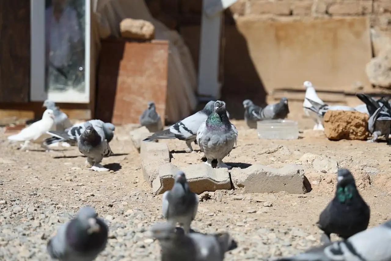 Paha biçemediği güvercinlerini bakın nasıl koruyor