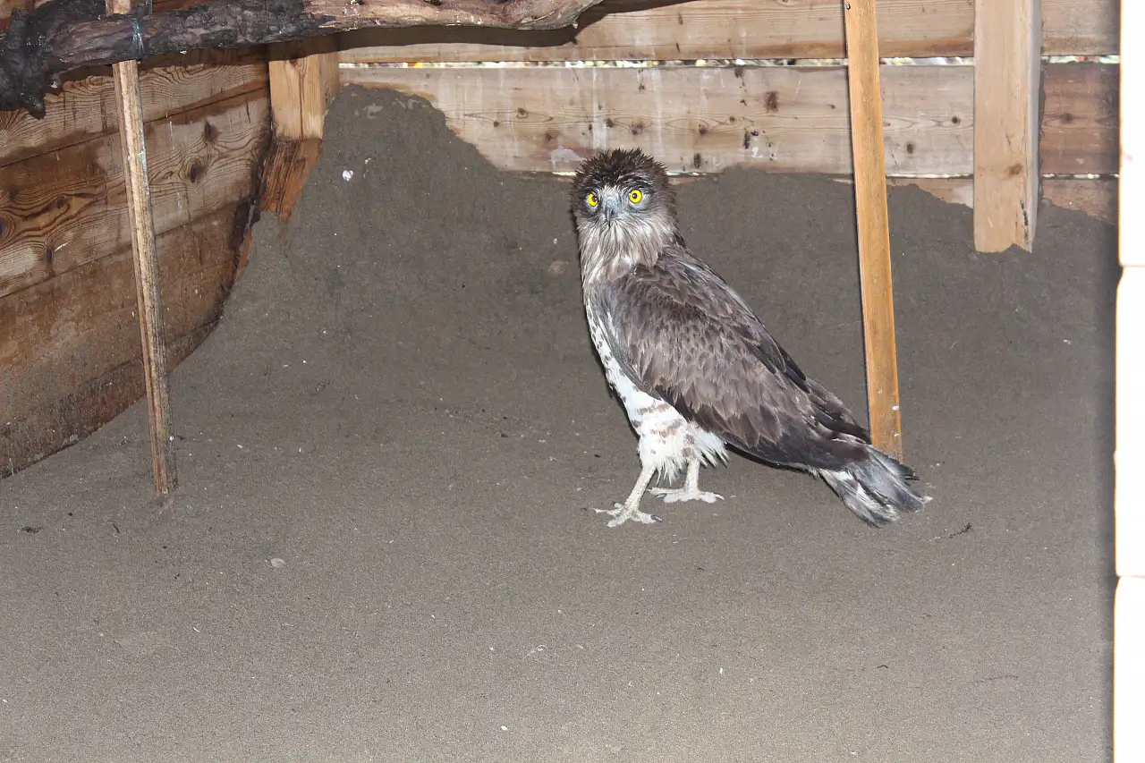 300 Metreden Avını Görüyor : Tokat'ta Bulundu Samsun'da İyileşiyor