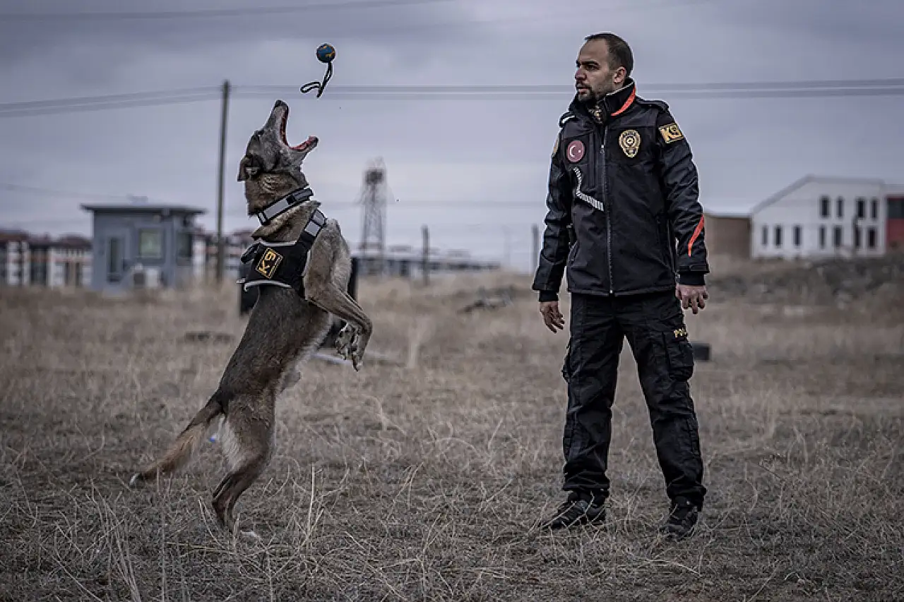 Türkiye'nin sayılı kadavra köpeklerinden Melo, depremden cinayete iz sürüyor