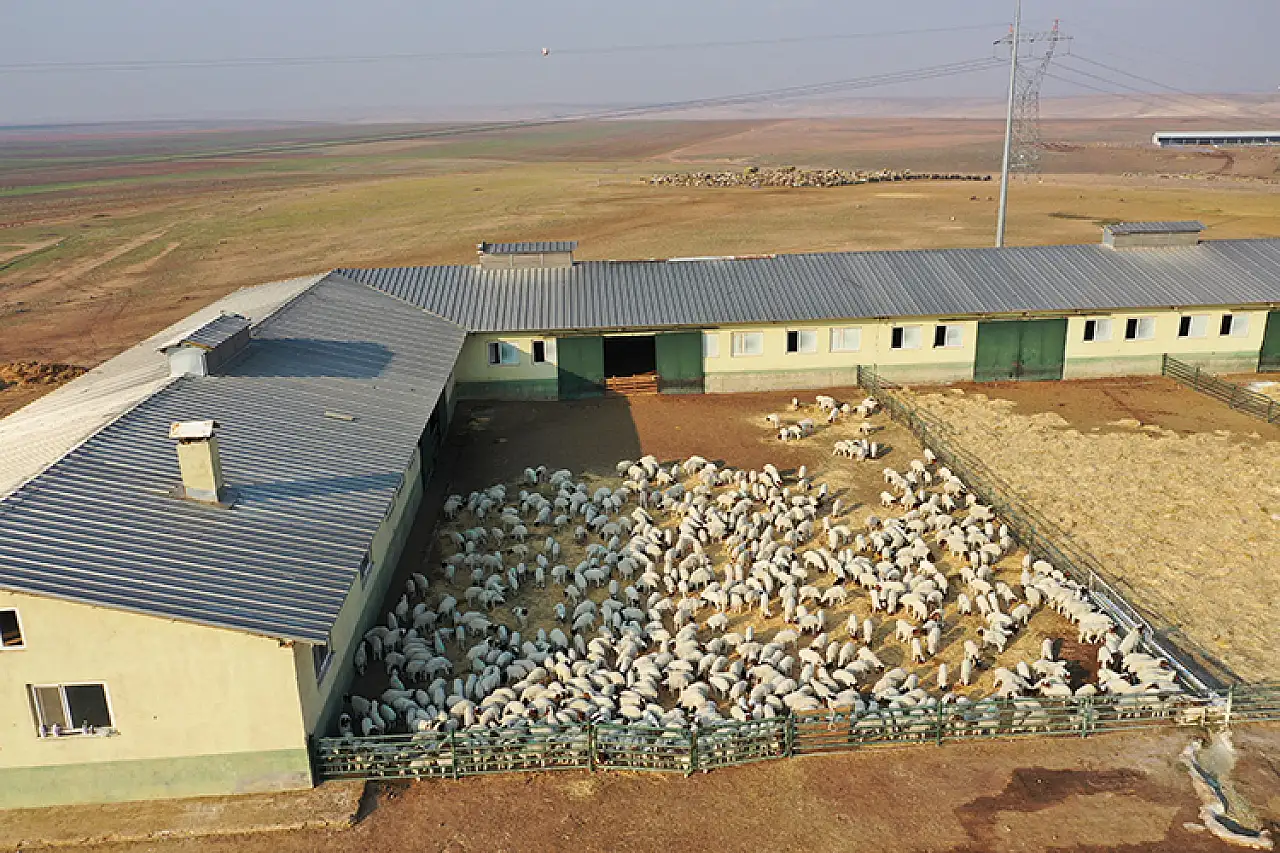 Tarımda Dev Üretim : 60 Bin İvesi Kuzu Dünyaya Geldi