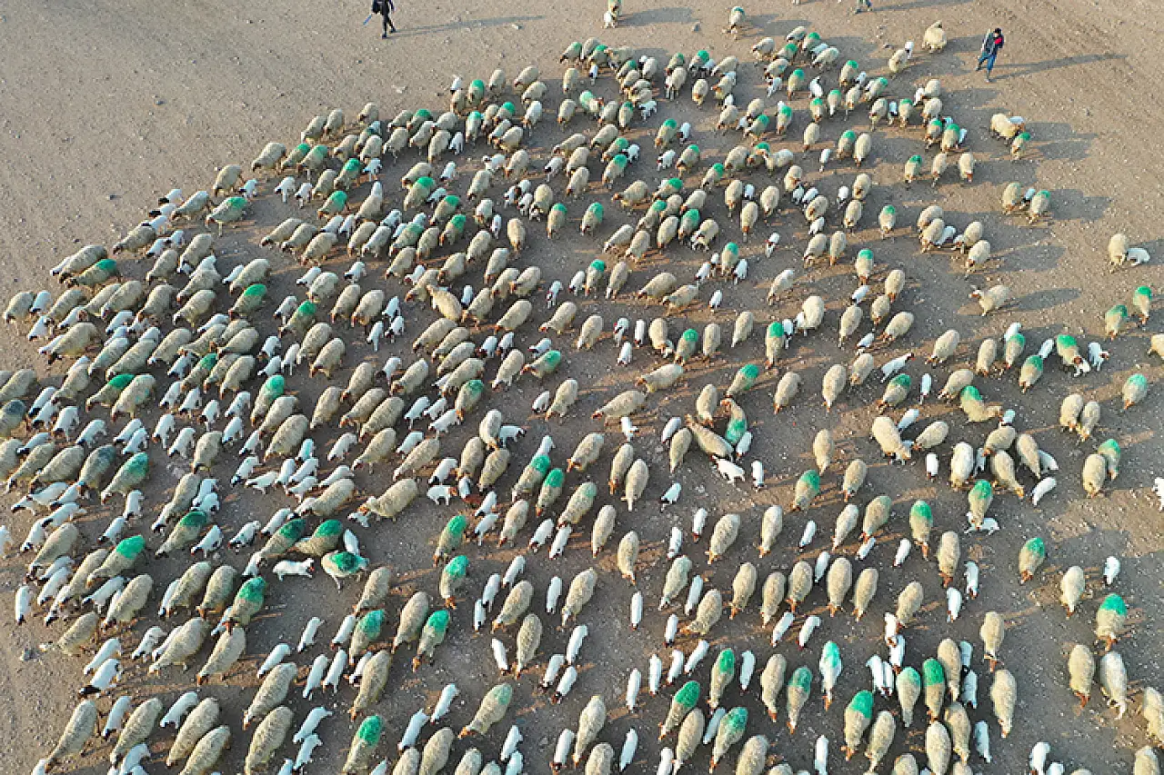 Tarımda Dev Üretim : 60 Bin İvesi Kuzu Dünyaya Geldi