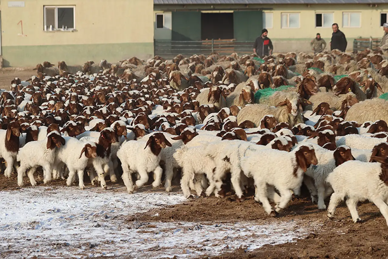 Tarımda Dev Üretim : 60 Bin İvesi Kuzu Dünyaya Geldi