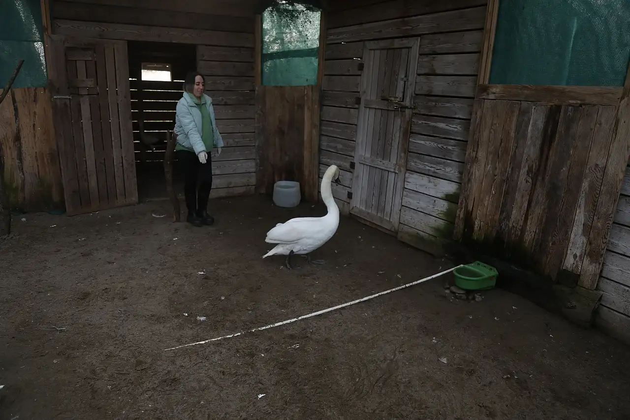 Kızılırmak Deltası'na göç ederken hastalanan kuğu kurtarıldı