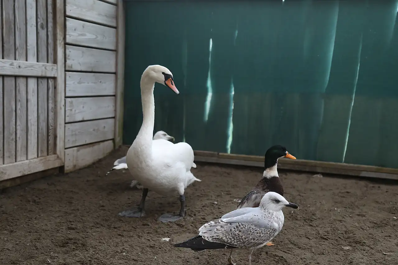 Kızılırmak Deltası'na göç ederken hastalanan kuğu kurtarıldı