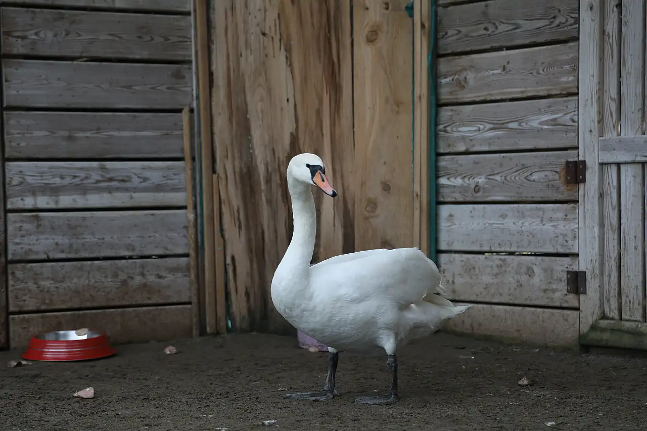 Kızılırmak Deltası'na göç ederken hastalanan kuğu kurtarıldı