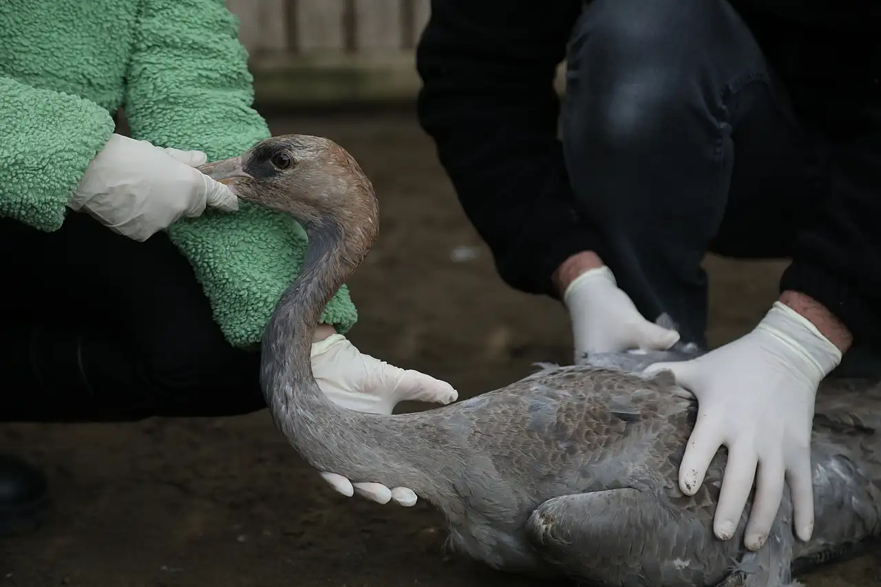 Trabzon'da yaralı bulunan turna yavrusu Samsun'da tedavi ediliyor