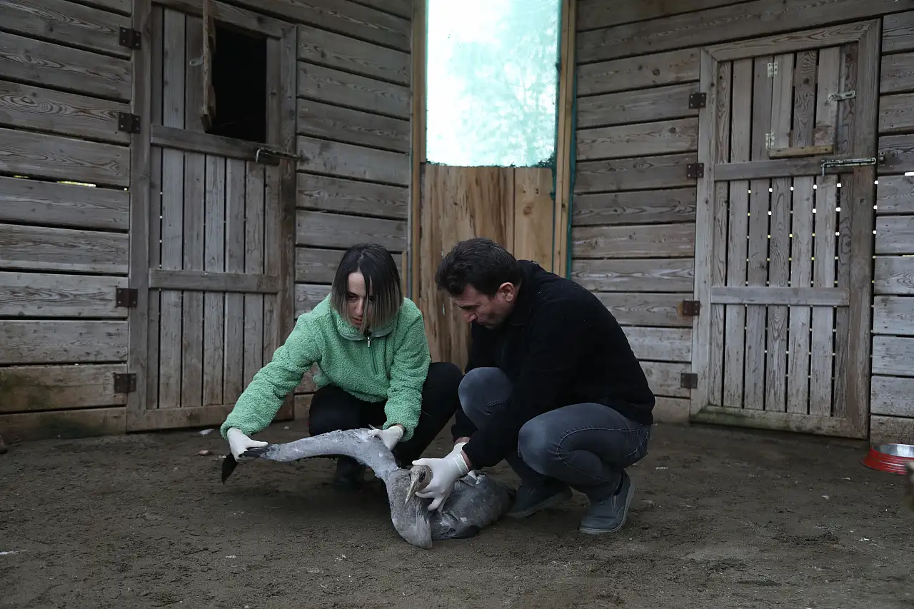 Yaralı Turna Yavrusu Samsun'da Şifa Buluyor