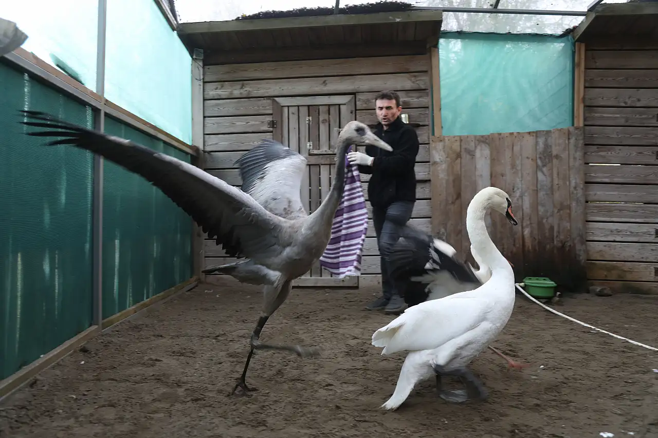 Yaralı Turna Yavrusu Samsun'da Şifa Buluyor