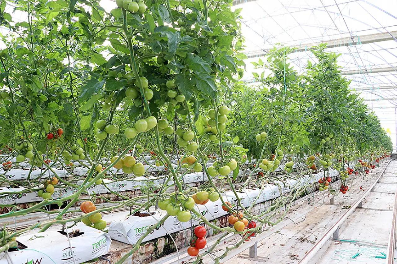 Eksi 25 Derecede Domates Hasadı