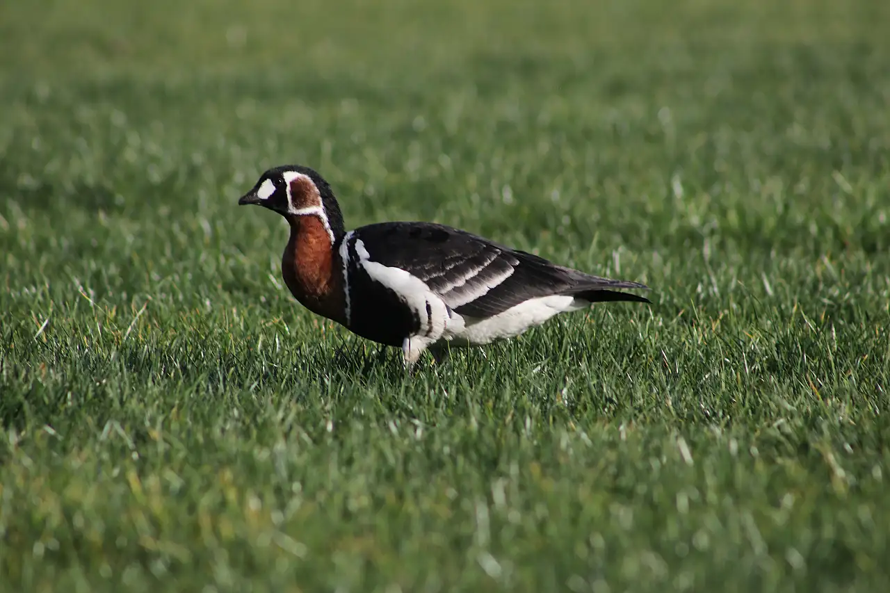 Nesli Tehlike Altındaki Sibirya Kazı Görüldü