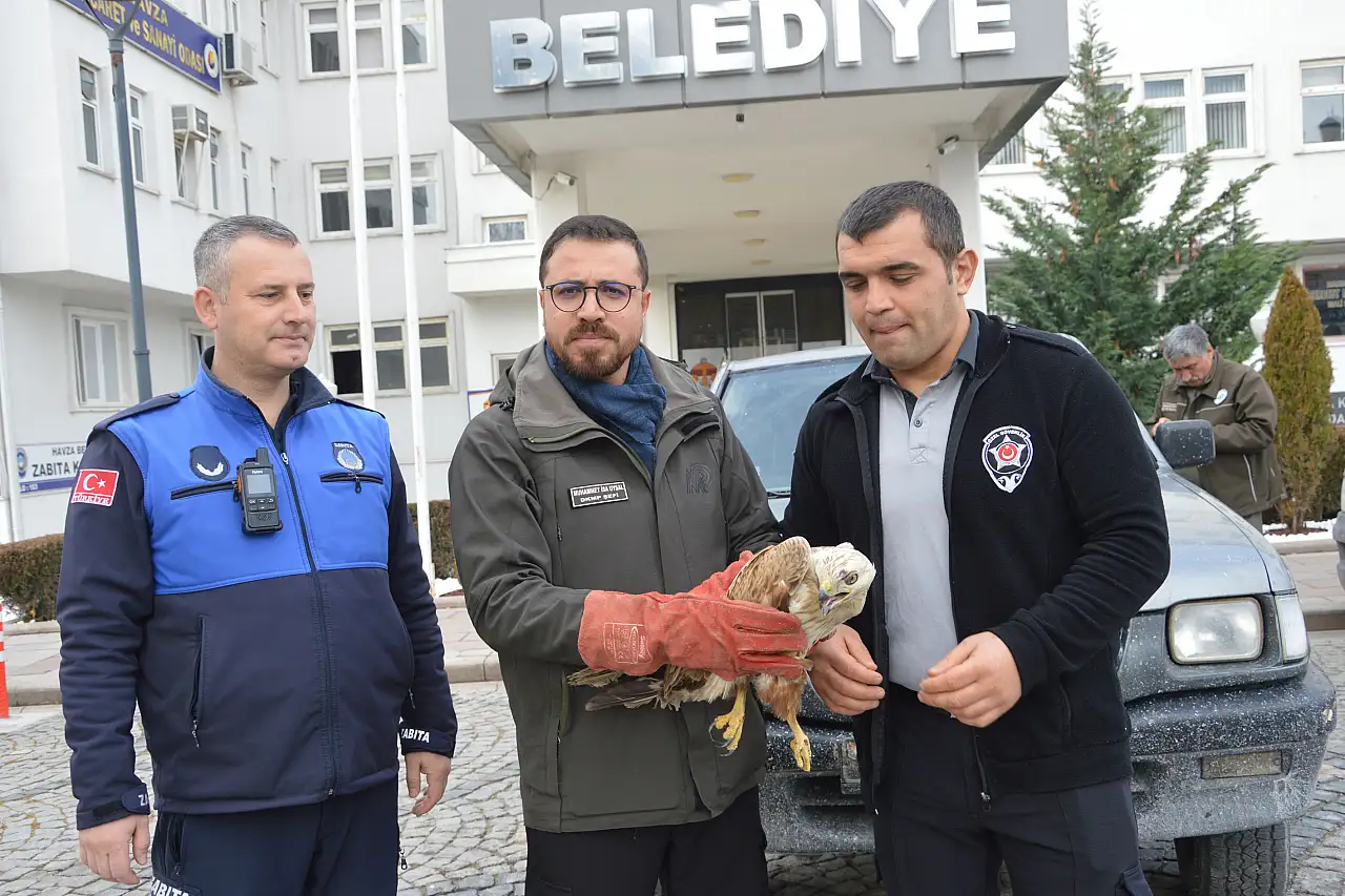 Havza'da yaralı bulunan şahin koruma altına alındı