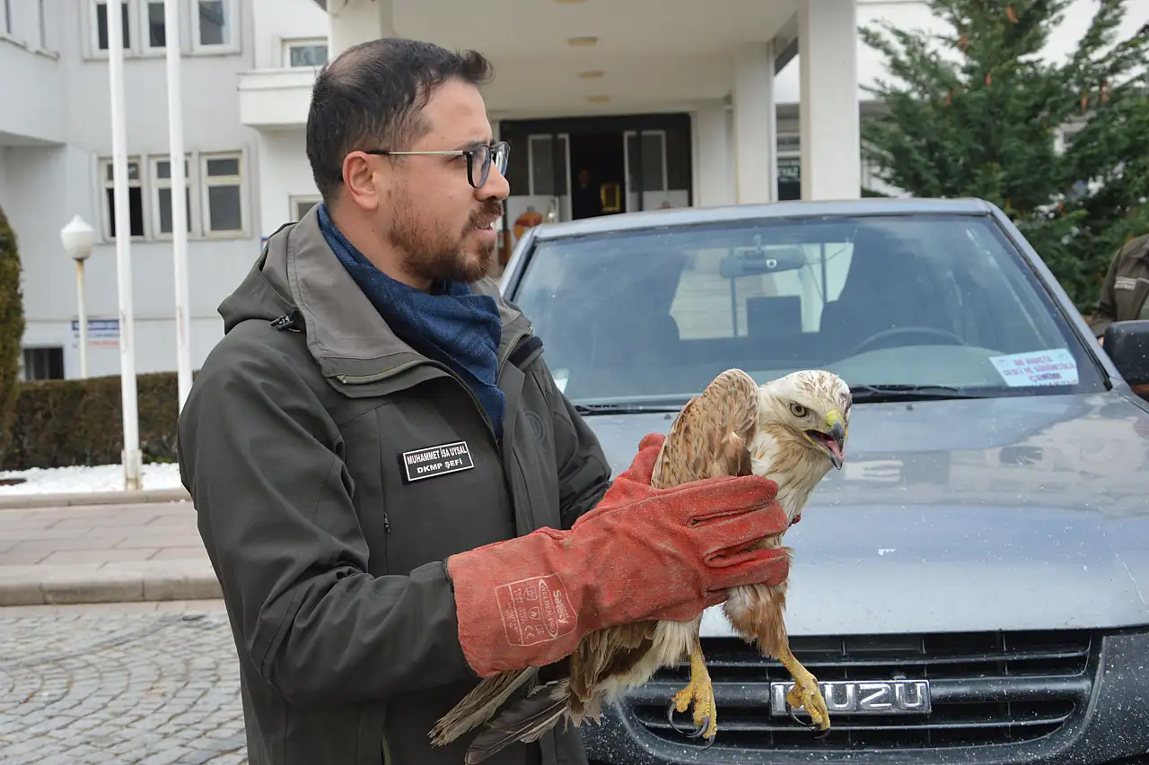 Havza'da yaralı bulunan şahin koruma altına alındı