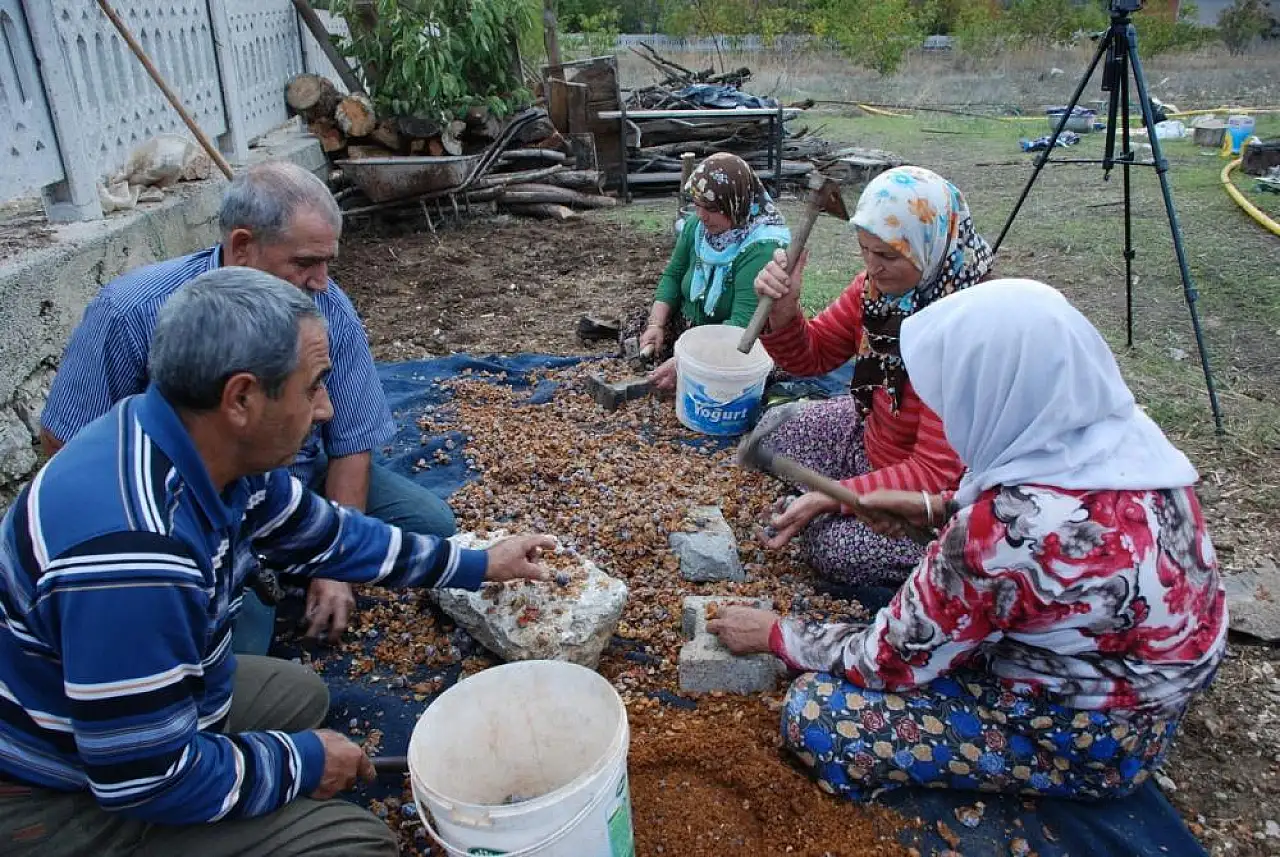 Topladıkları kozalakları şifa deposuna dönüştürüyorlar