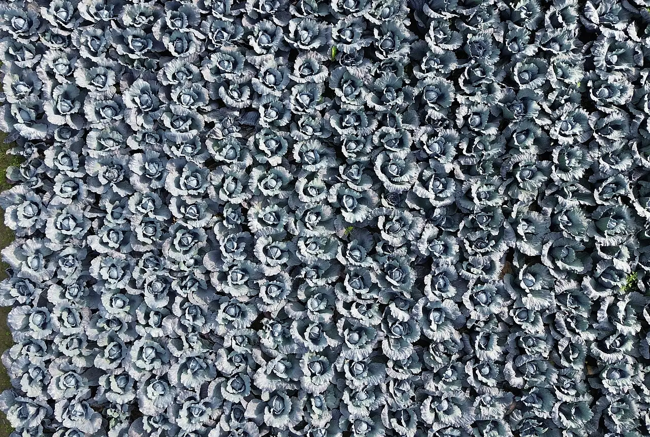 Bafra Ovası'nda kırmızı lahana hasadı başladı