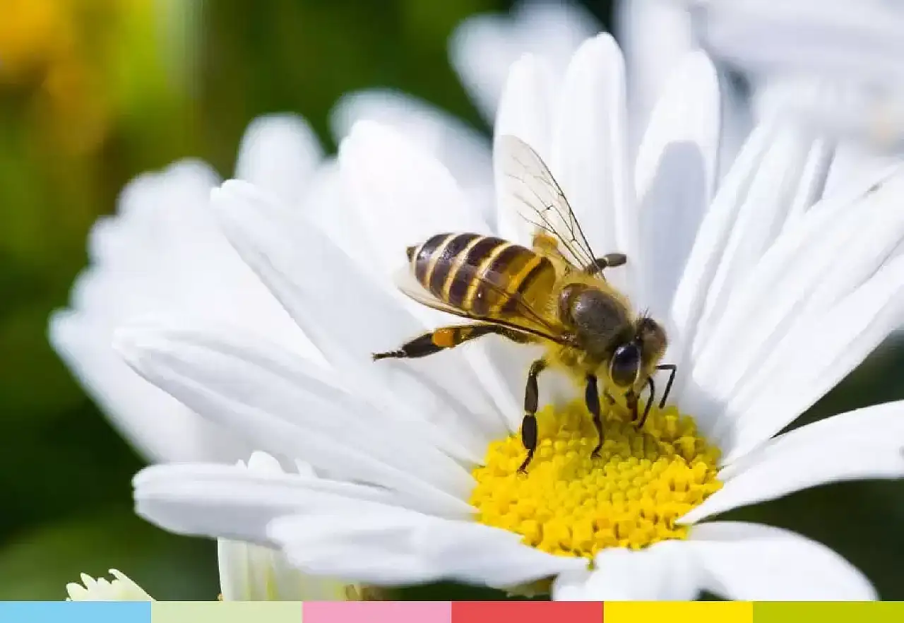 Bal arıları 1 kilo bal için yaklaşık 4 milyon çiçek geziyor