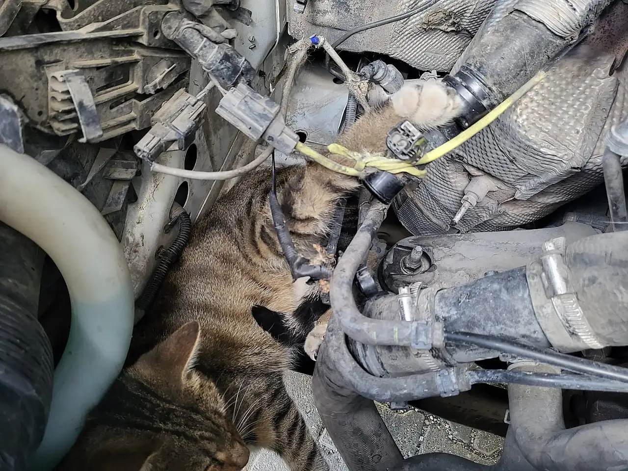 Çorum'da Mahsur Kalan Minik Dostu İtfaiye Kurtardı