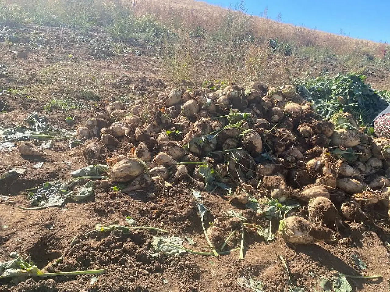 Ağrı'da şeker pancarı hasadı devam ediyor