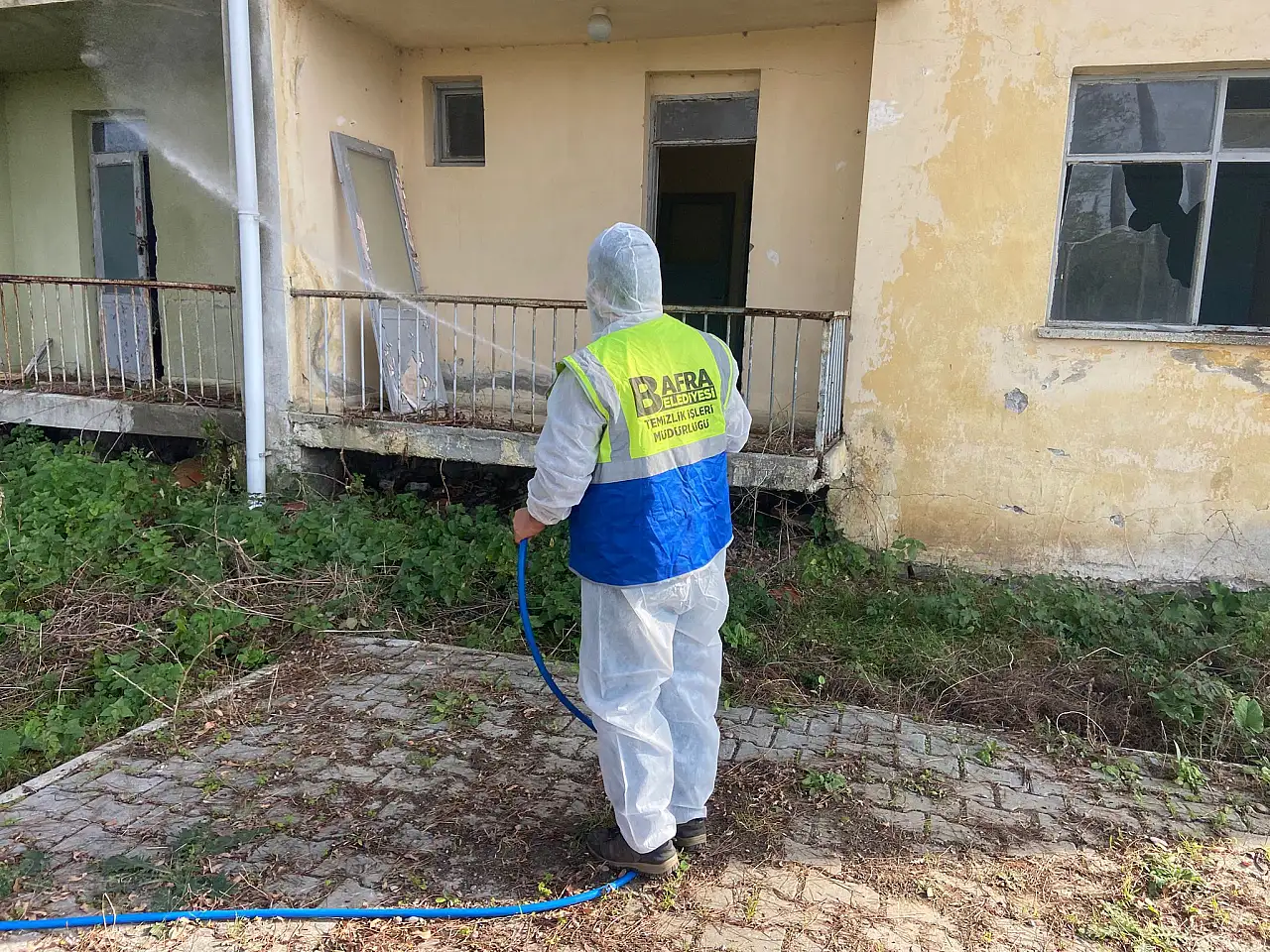 Bafra'da Kahverengi Kokarcaya Karşı Seferberlik