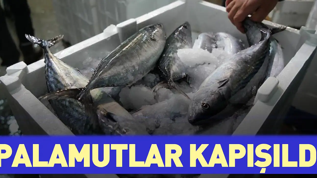 Palamutlar Kapışıldı