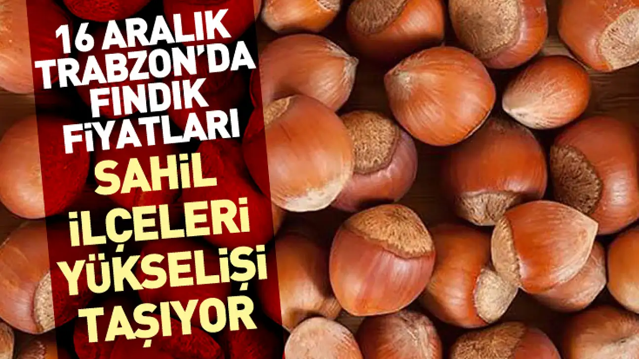 16 Aralık Trabzon'da Fındık Fiyatları | Sahil İlçeleri Yükselişi Taşıyor