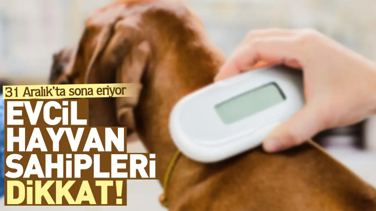 Evcil hayvan sahipleri dikkat! 31 Aralık'ta sona eriyor