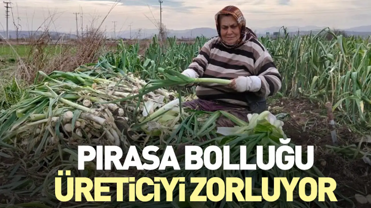 Pırasa Bolluğu Üreticiyi Zorluyor