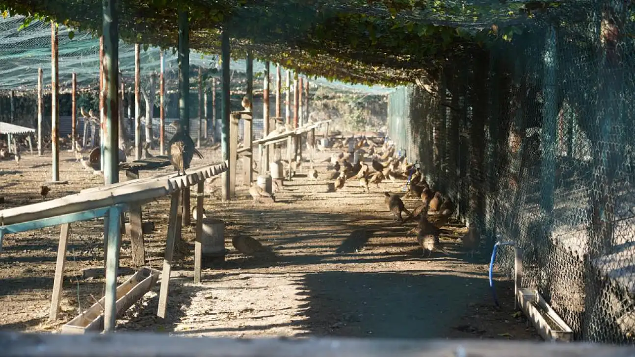 Samsun'da 2025 yılında 3 bin sülün doğaya salındı