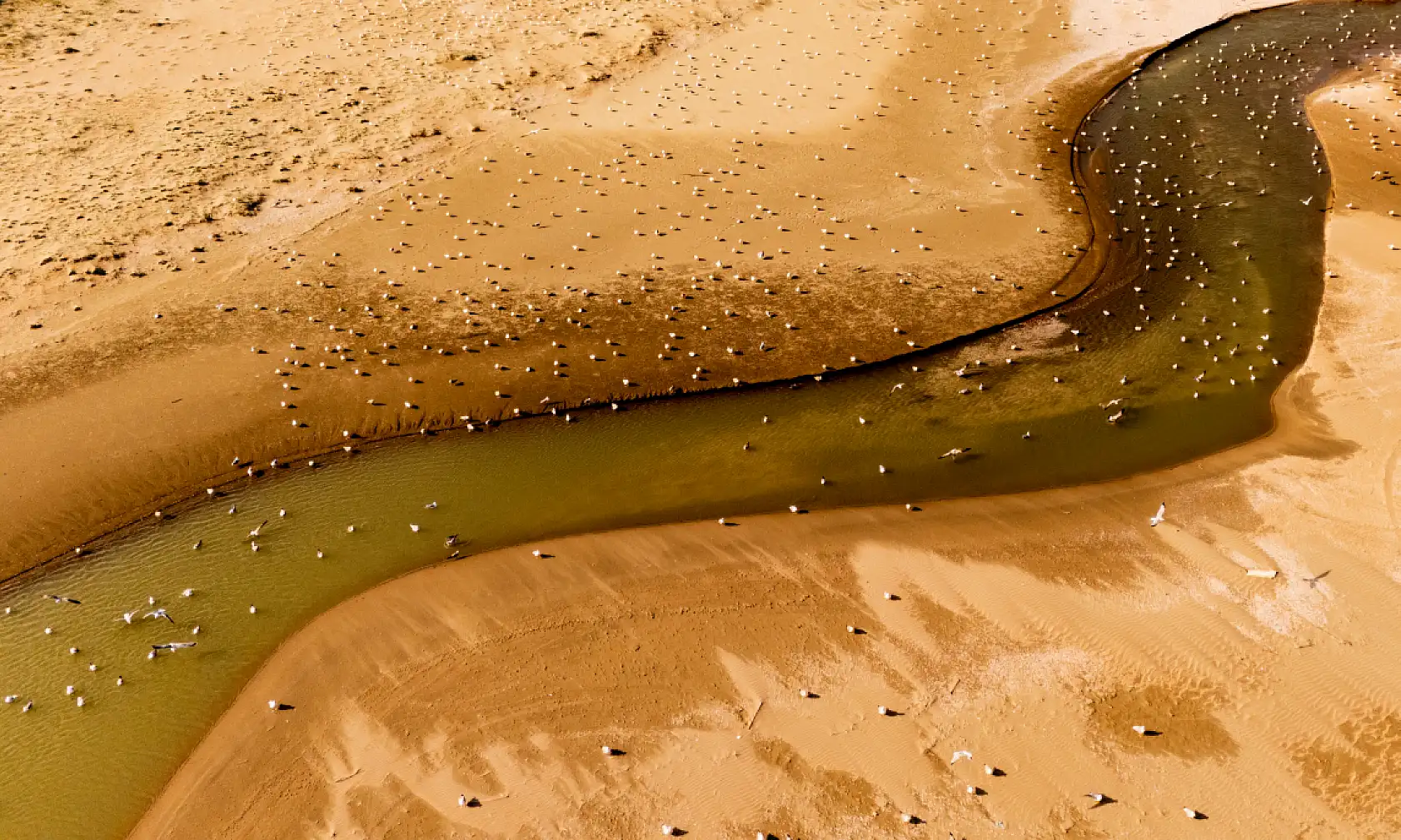 Balıkçı teknelerinin peşinde özgürlüğün sembolü