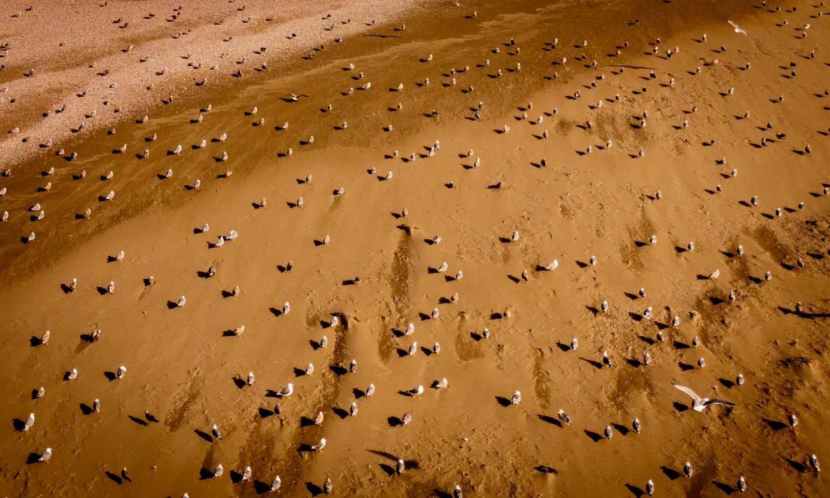 Balıkçı teknelerinin peşinde özgürlüğün sembolü