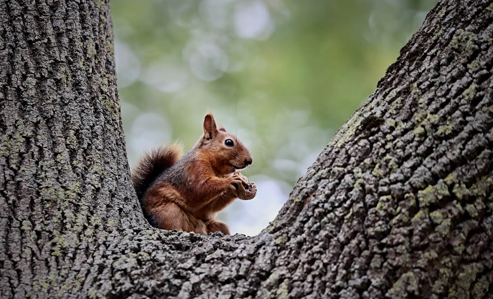 Alaçam'da Sonbaharın Renkleri Sincaplarla Buluştu
