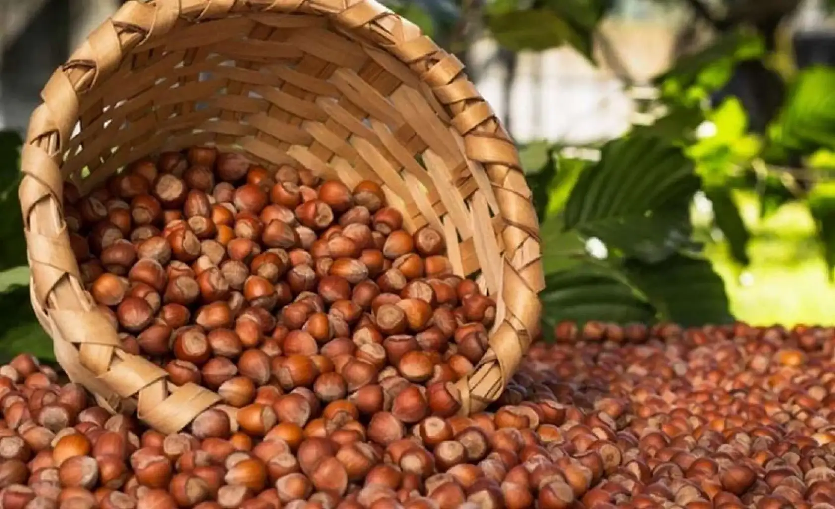 5 Kasım 2025 Samsun fındık fiyatları belli oldu