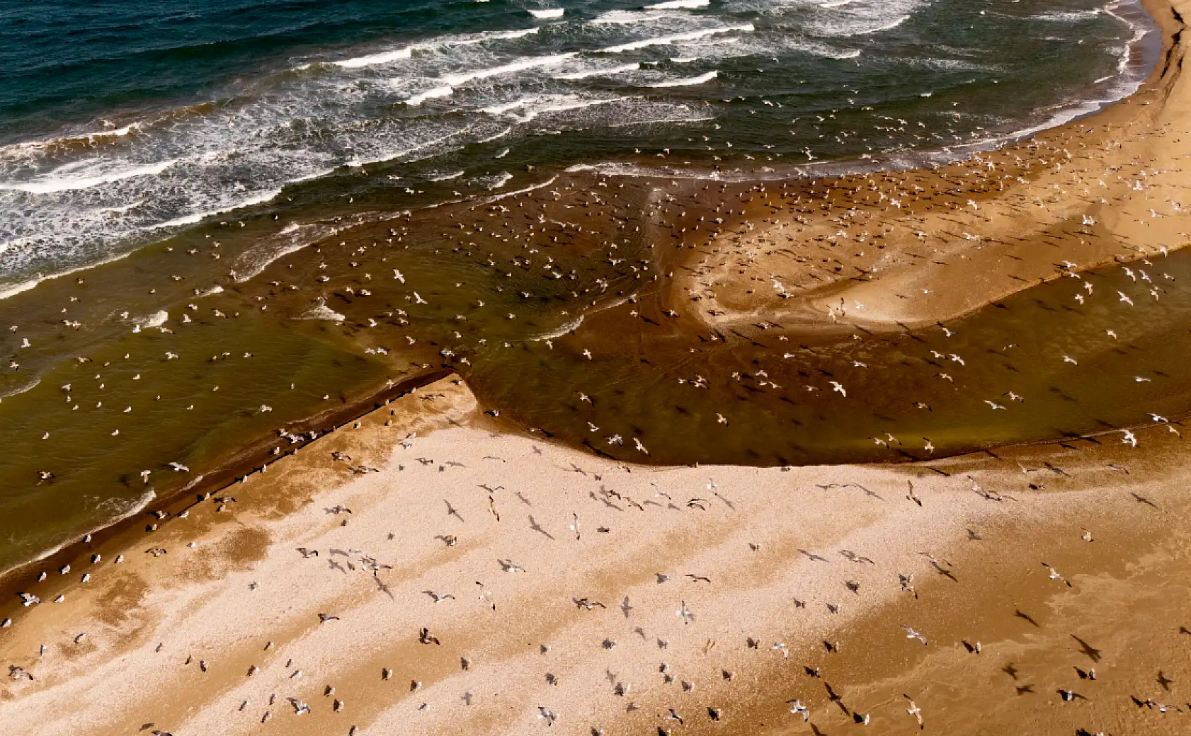 Balıkçı teknelerinin peşinde özgürlüğün sembolü