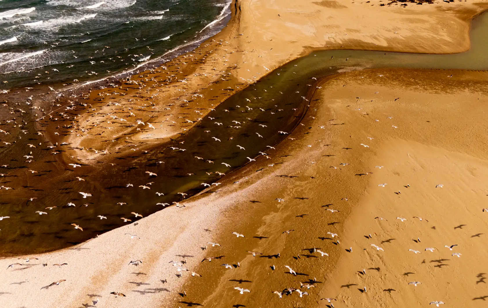Balıkçı teknelerinin peşinde özgürlüğün sembolü