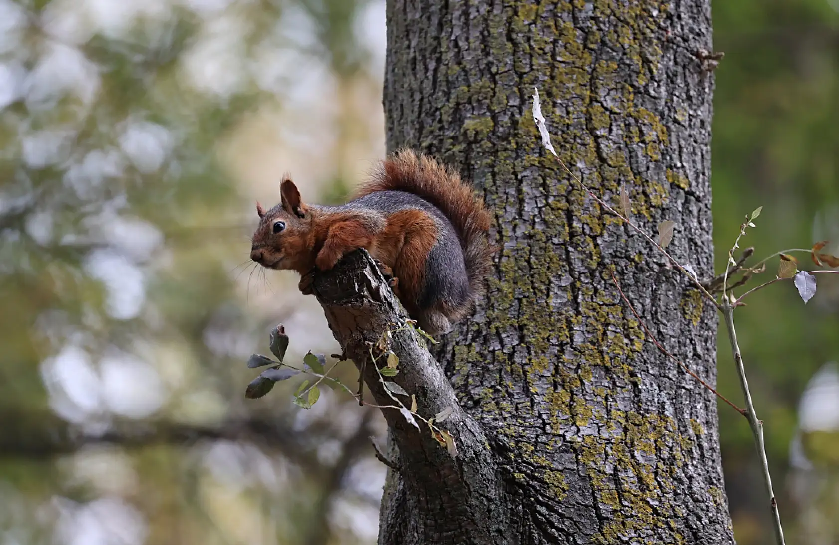 Alaçam'da Sonbaharın Renkleri Sincaplarla Buluştu