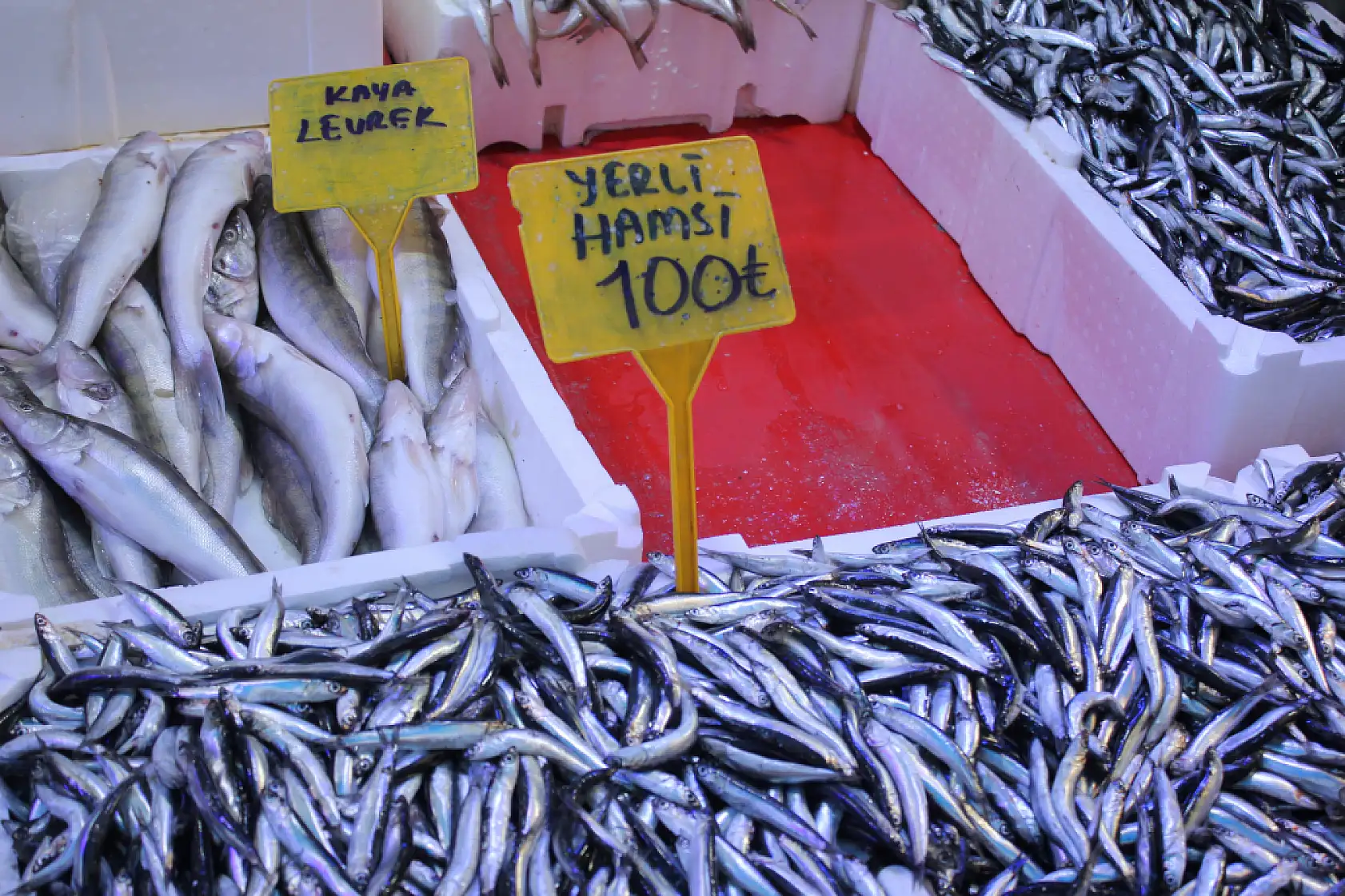 Hamsi Bolluğu Başladı 'Fiyatlar Yarı Yarıya Düştü'