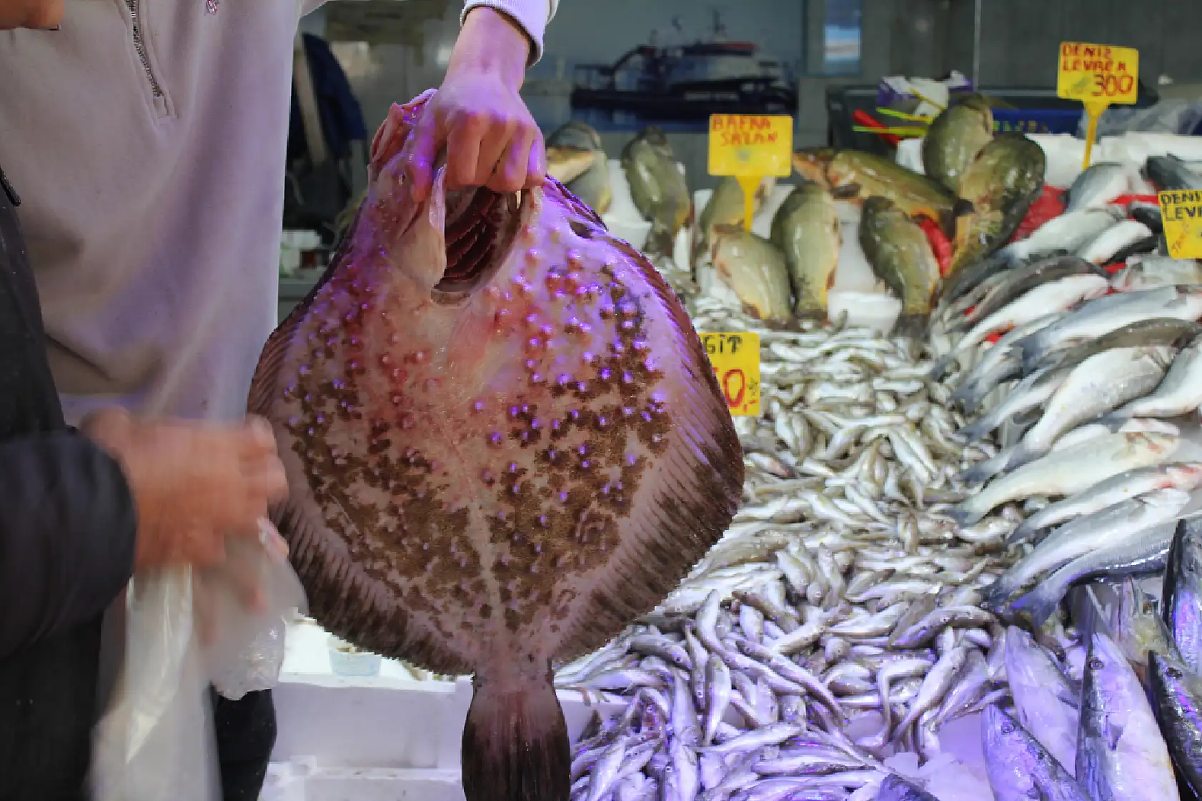 35 Yıllık Balıkçı Anlattı Kalkan Balığının Sırları Say Say Bitmiyor!