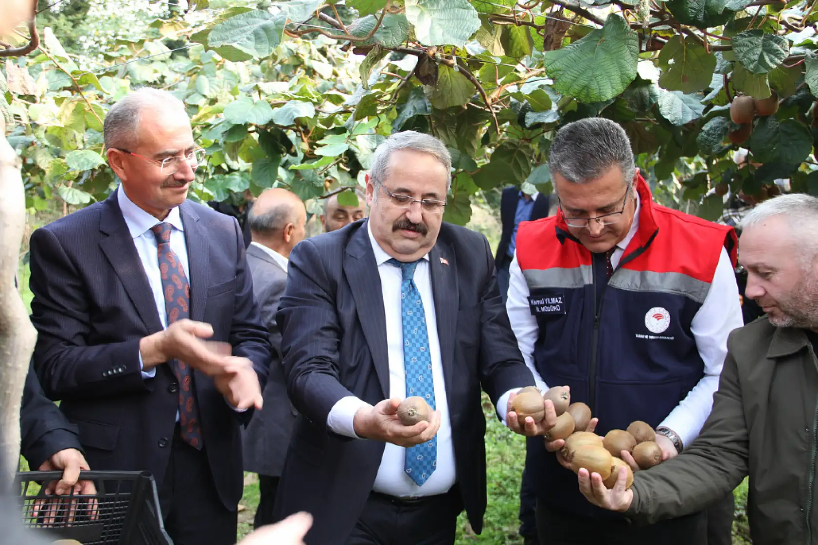 Çarşamba'da '2025 Yılı Kivi Hasat Etkinliği' düzenlendi