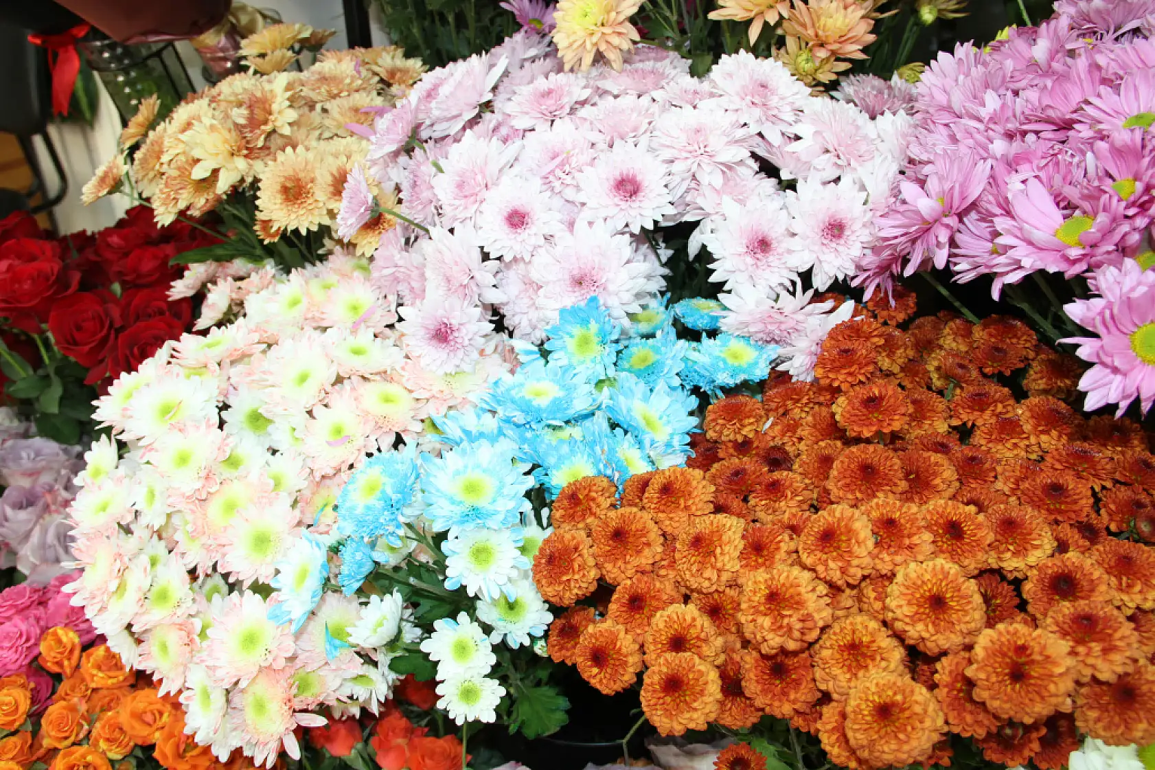 Her Kasım Aynı Hikaye Kasımpatı Kapış Kapış