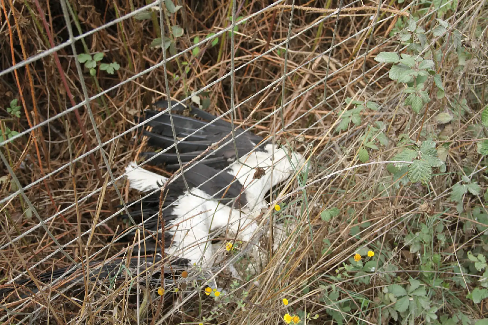 Çöp Kokusu İsyanı CHP'li Milletvekilleri kötü kokuyu yerinde inceledi