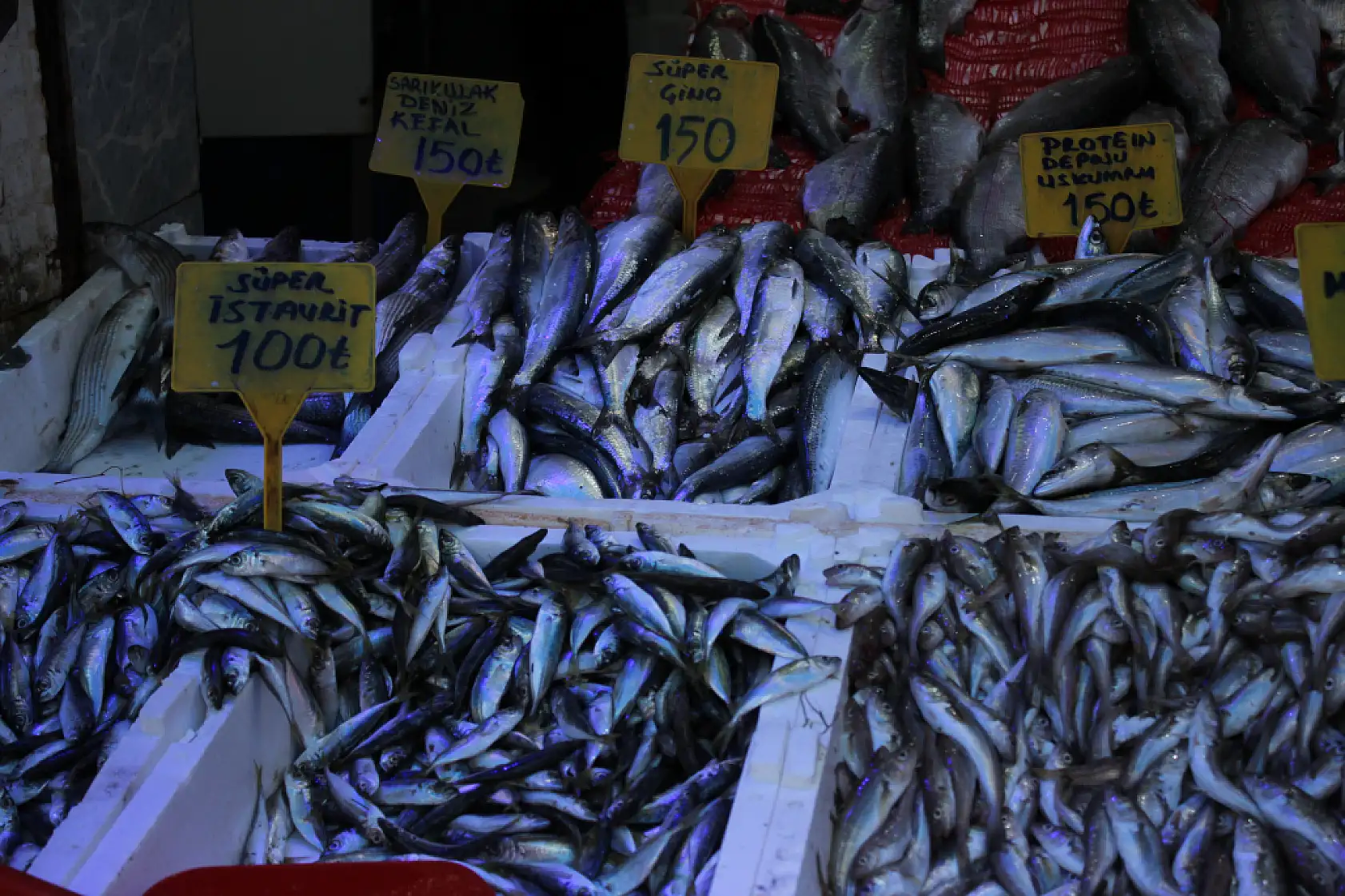 Hamsi Bolluğu Başladı 'Fiyatlar Yarı Yarıya Düştü'