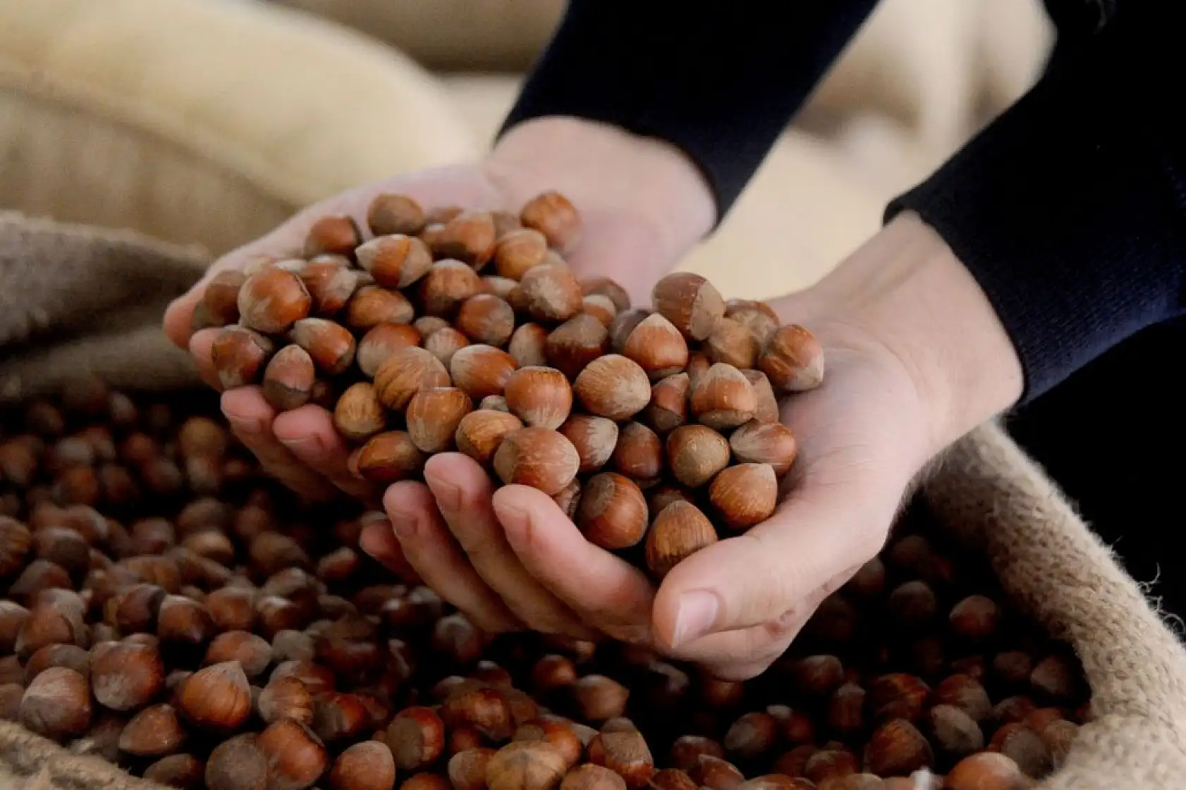 Zonguldak'ta Fındık Fiyatları Netleşti