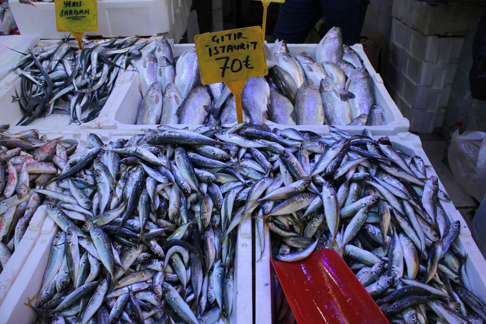 Balık sezonu başladı ama…