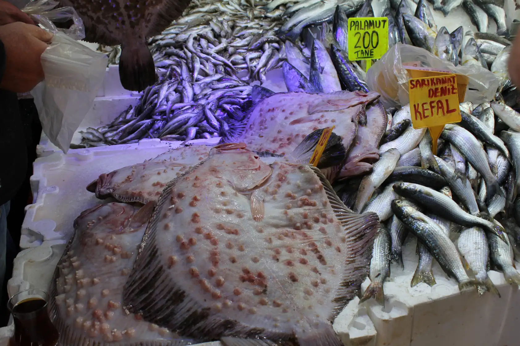 35 Yıllık Balıkçı Anlattı Kalkan Balığının Sırları Say Say Bitmiyor!