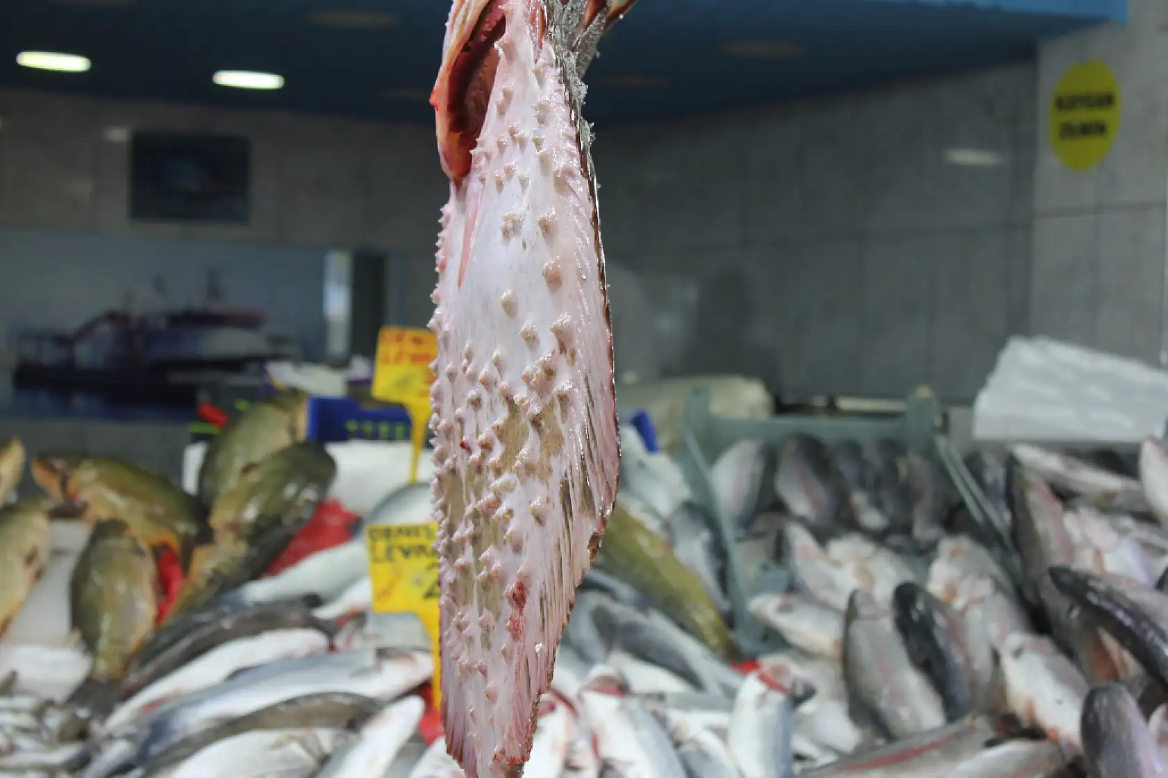 35 Yıllık Balıkçı Anlattı Kalkan Balığının Sırları Say Say Bitmiyor!