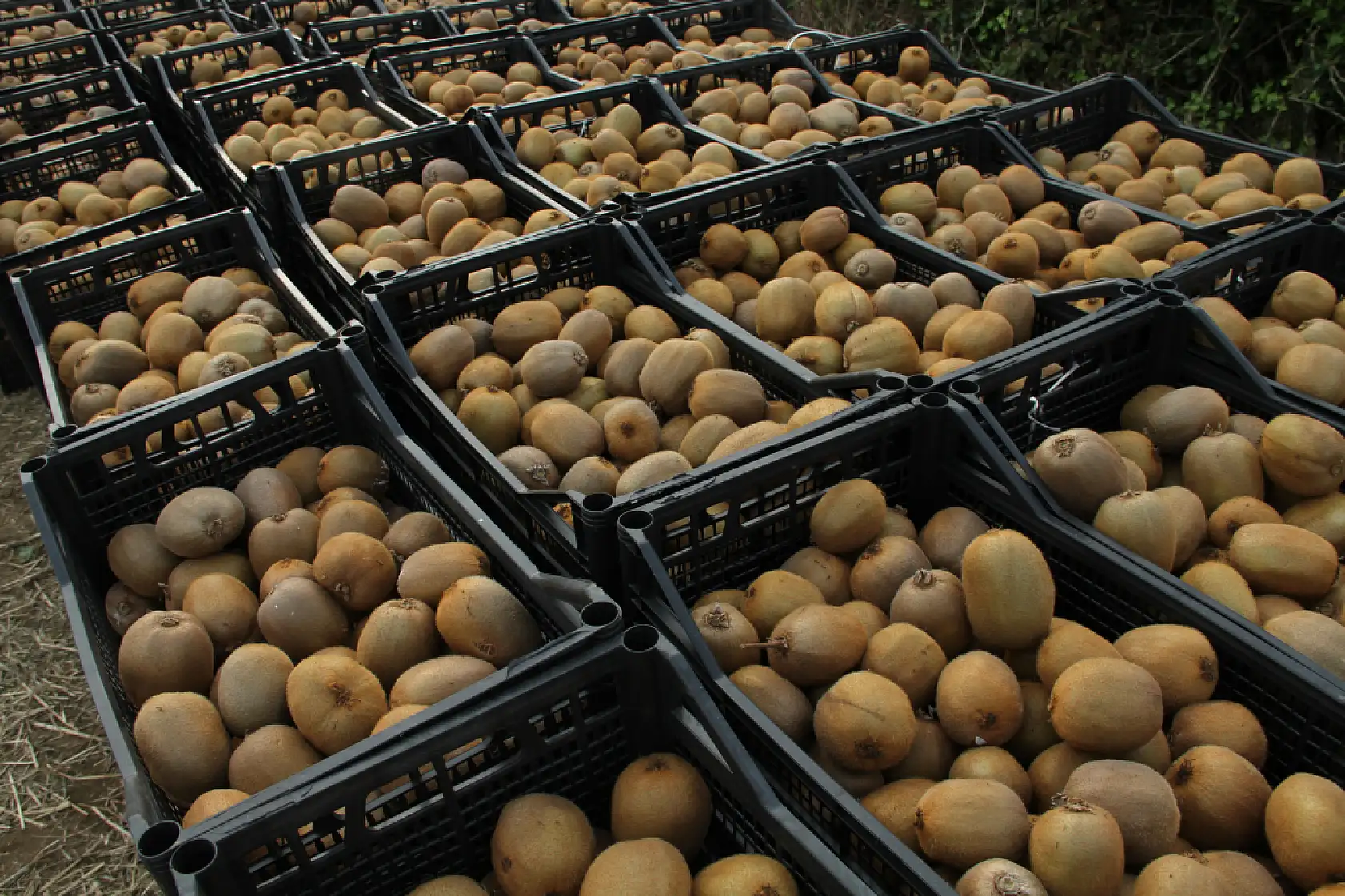 Çarşamba'da '2025 Yılı Kivi Hasat Etkinliği' düzenlendi