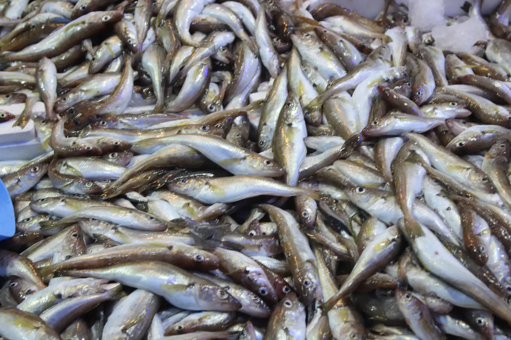 Et ve tavuk alamayanlara balıkçıdan çağrı