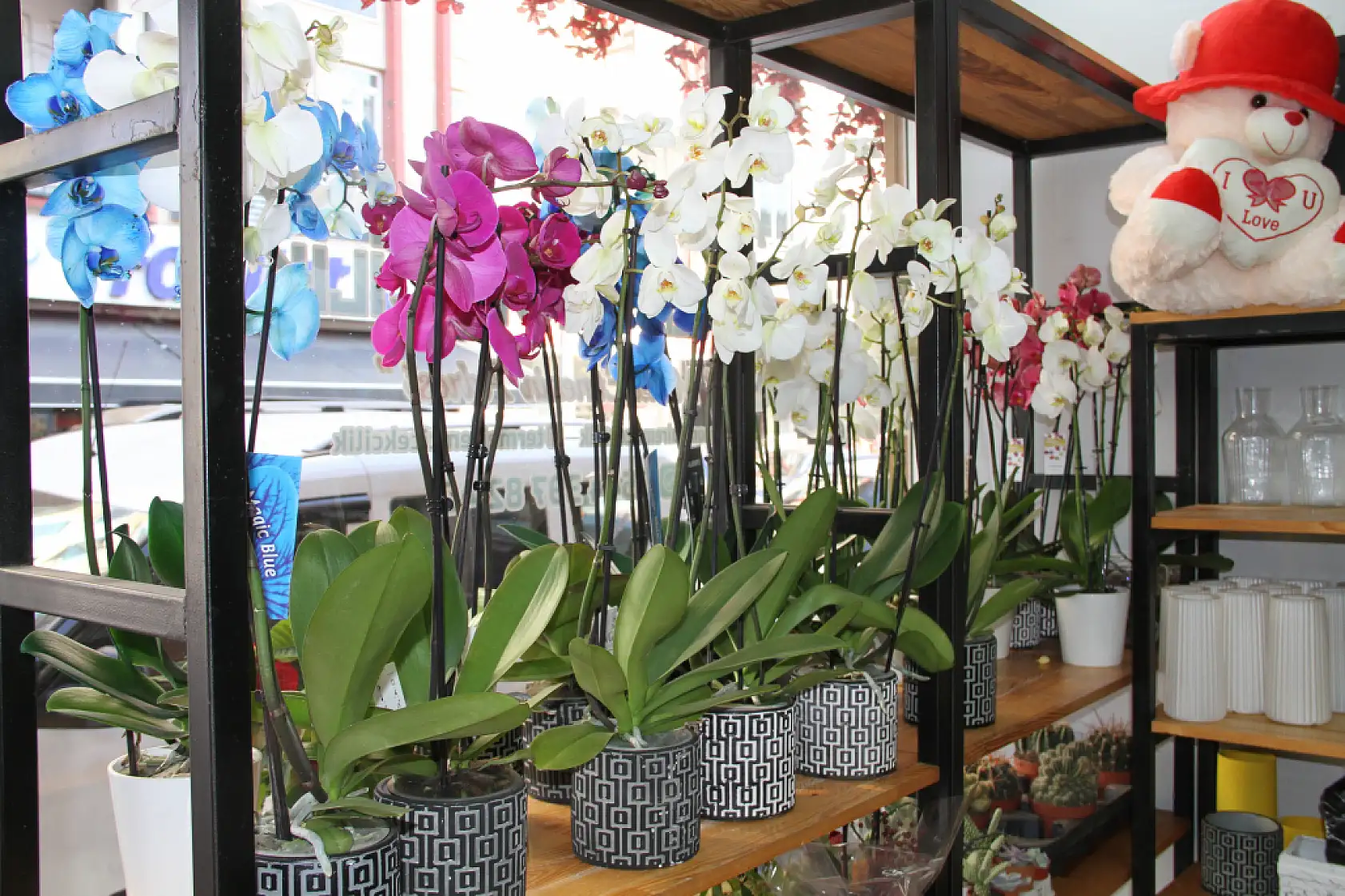 Her Kasım Aynı Hikaye Kasımpatı Kapış Kapış